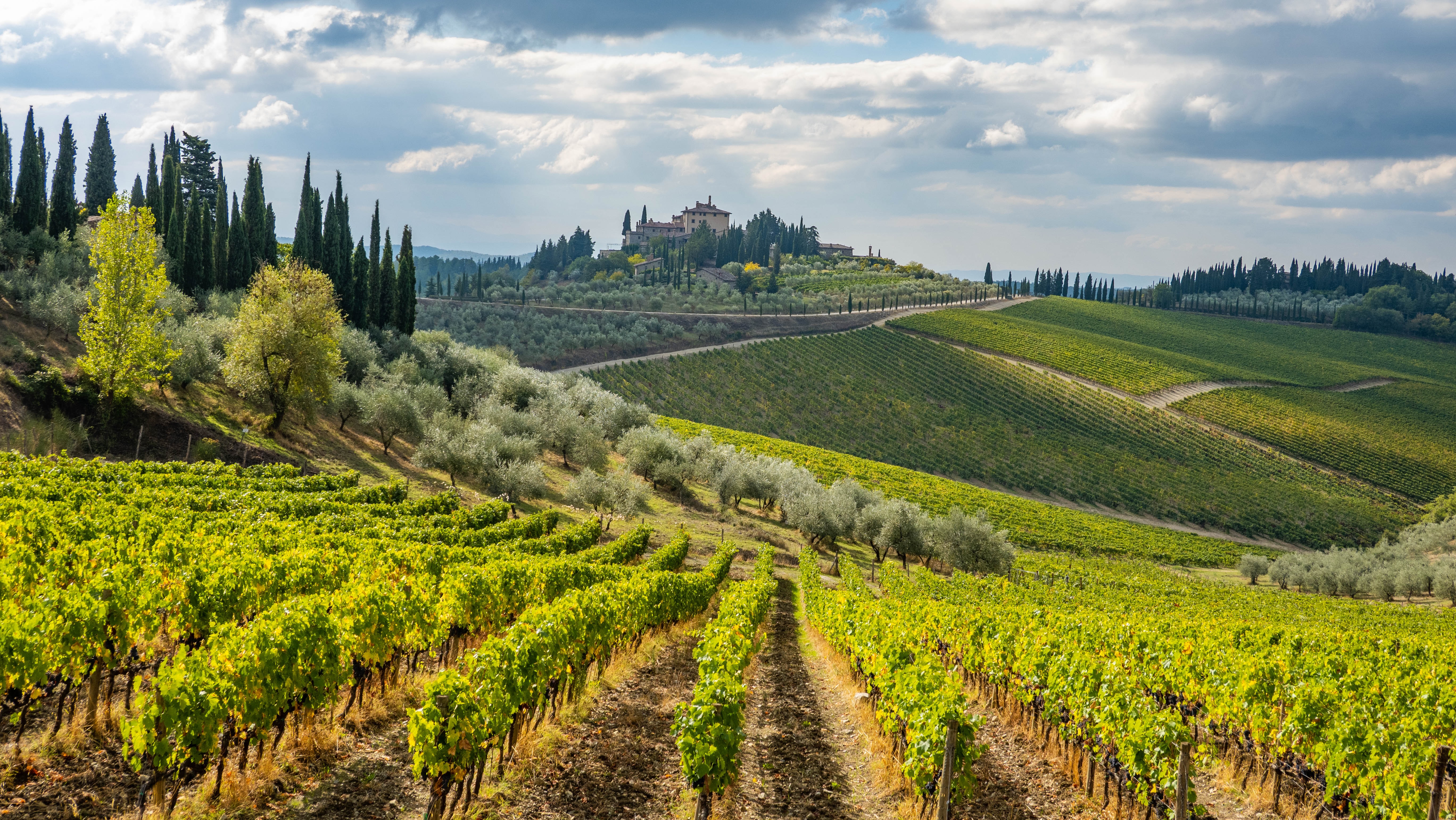 Chianti Region vineyards, Tuscany